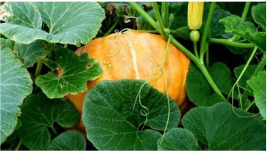 열린 땅에서 호박을 돌보는 방법