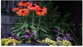 냄비에서 coneflowers를 재배하는 방법 - 도시 정원의 화려한 꽃에서 5 단계와 선택하기 가장 좋은 품종