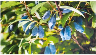 영양가있는 과일과 냉정한 관목을위한 꿀 베리 식물을 재배하는 방법-그들은 단단한 구역 2로 살아남을 것입니다.