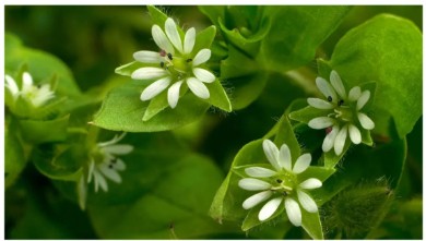 뒷마당에서 조심해야 할 일반적인 잡초 및 제거 방법에 대한 전문가 팁