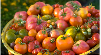 6 월에 토마토를 심기에 너무 늦습니까? 성장하는 전문가는 성공적인 과일 작물을 얻기 위해 알아야 할 모든 것을 공유합니다.