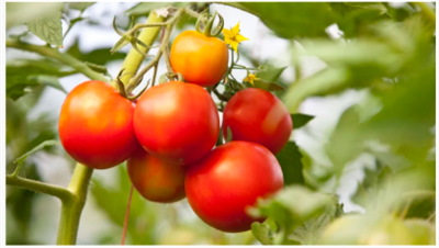 토마토 식물에서 진딧물로 어려움을 겪고 있습니까? 전문가들은이 해충을 제거하는 5 가지 방법을 공개합니다.