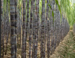 사탕 수수 수정에 대한 궁극적 인 가이드