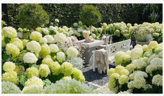 Expert Growers에 따르면 Annabelle Hydrangeas에서 더 커지고 더 나은 꽃을 피우는 5 가지 방법