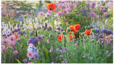 열파에서 가장 위험에 처한 꽃 6 개 - 온도가 솟아 오르는 경우에도 행복하게 피는 방법