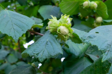 Suelo Vivo : La Clave del Éxito en Avellano Europeo