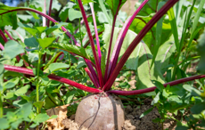 영국 재배자가 새로운 압력에 적응함에 따라 생물학적 입력 설탕 사탕무 수확량