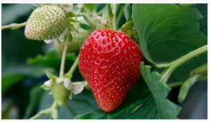 첫해에 딸기를 수확 할 수 있습니까? 전문가 정원사는 예라고 말하지만,이 맛있는 여름 과일의 특정 유형을 키우는 경우에만