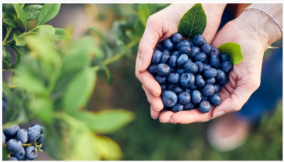 블루 베리 농부는 두 사람이 - 잘 익은 과일의 이야기 표시를 드러내므로 완벽한 시간에 수확 할 수 있습니다.
