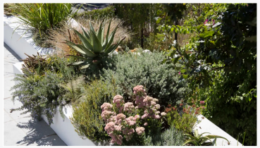 험담 할 수없는 지옥을 마당의 매력적인 확장으로 바꾸는 방법 - 법률에 따라 설계, 심기 및 머무는 것에 대한 전문가의 조언