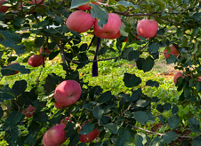 7 월에 어떤 비료를 적용해야합니까? 완벽한 타이밍 가이드