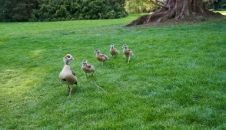 7 월과 8 월에 잔디밭에서 어떤 비료를 사용해야합니까?