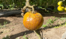 바이러스 rugoso : 유엔 Eactigo Silencioso Amenaza A La Producción de Tomate