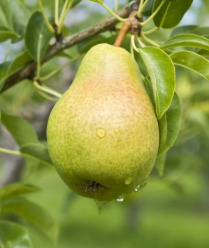 배 나무 비료 : 배 나무 수정에 관한 팁