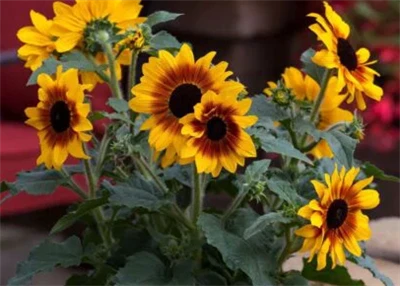 Syngenta Flowers는 Sunfinity 해바라기를 확장된-꽃 정원 솔루션으로 홍보합니다.