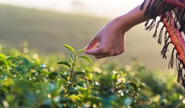 CropLife India는 5년 데이터 보호를 추구하고 옵션 축소에 대해 경고합니다.